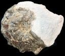 Mammites Ammonite - Goulmima, Morocco #44644-2